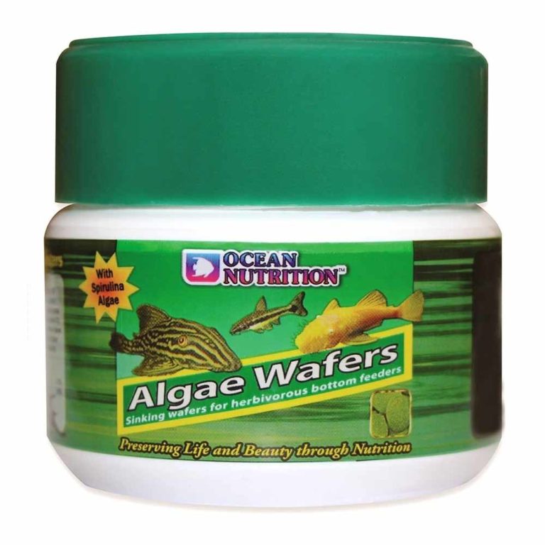 Algae Wafer